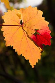 lr5_Weinberge Thuengersheim_Retzbach_2015.10.26-1405.jpg